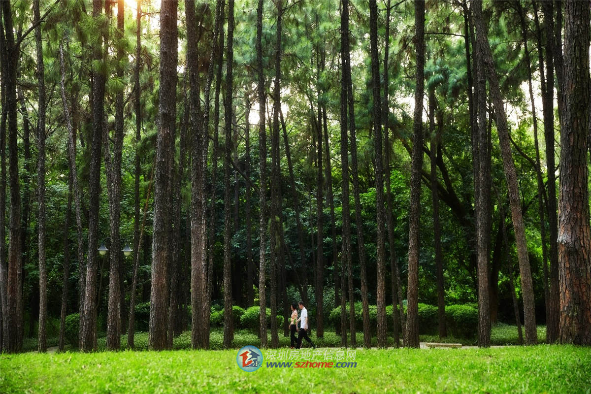 深圳楼盘实景图 - 商置网